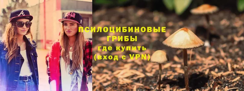 Псилоцибиновые грибы Cubensis  Геленджик 